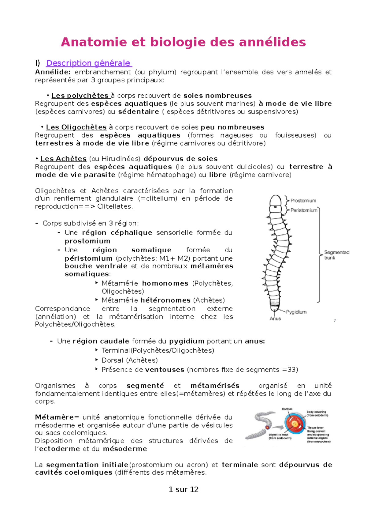 Les annélides - Anatomie et biologie des annélides I) Description ...