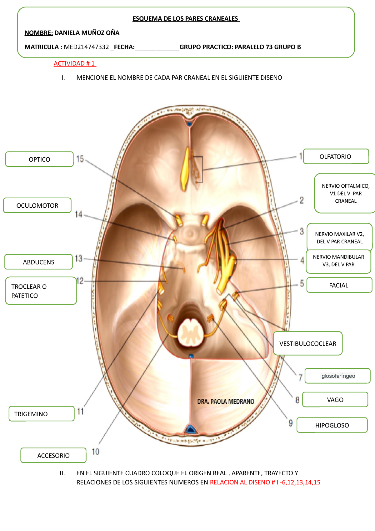 Actividad Pares Craneales Actividad I Mencione El Nombre De Cada Par Craneal En El