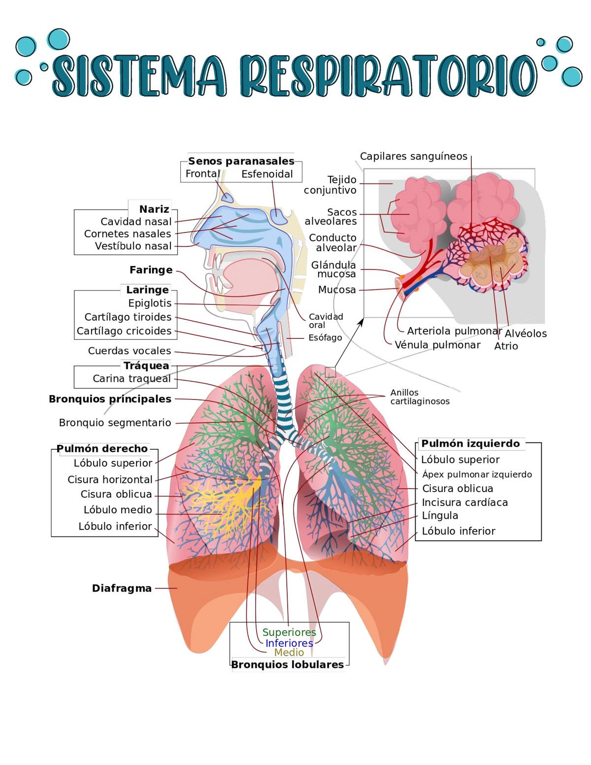 Aparato Respiratorio Histologia Ross Aparato Respiratorio Mucosa My