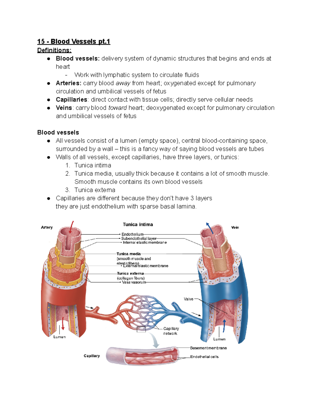 15, 16 & 17 - Blood Vessels pt 1-2-3 - 15 - Blood Vessels pt ...