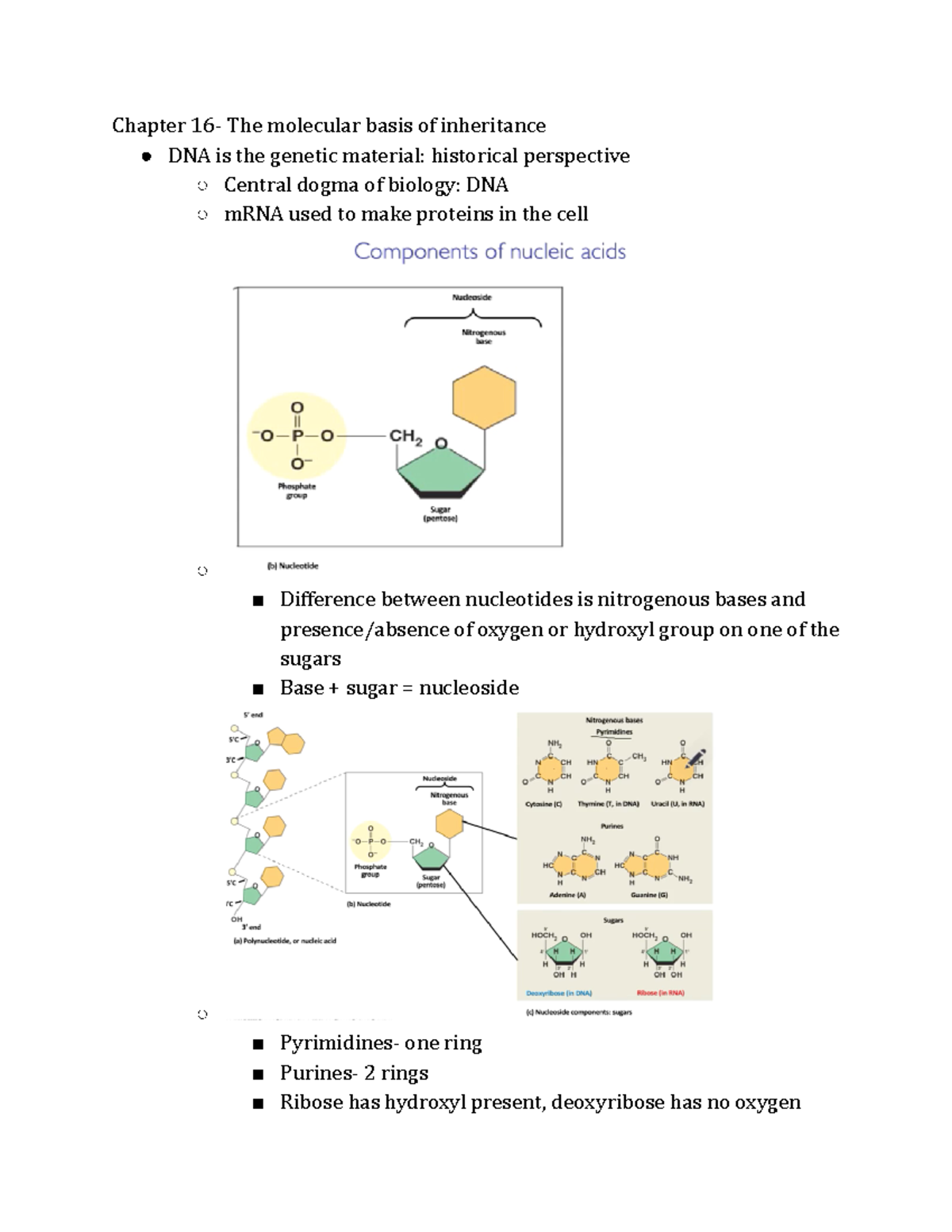 Bio Ch16 Notes - Chapter 16- The Molecular Basis Of Inheritance DNA Is ...