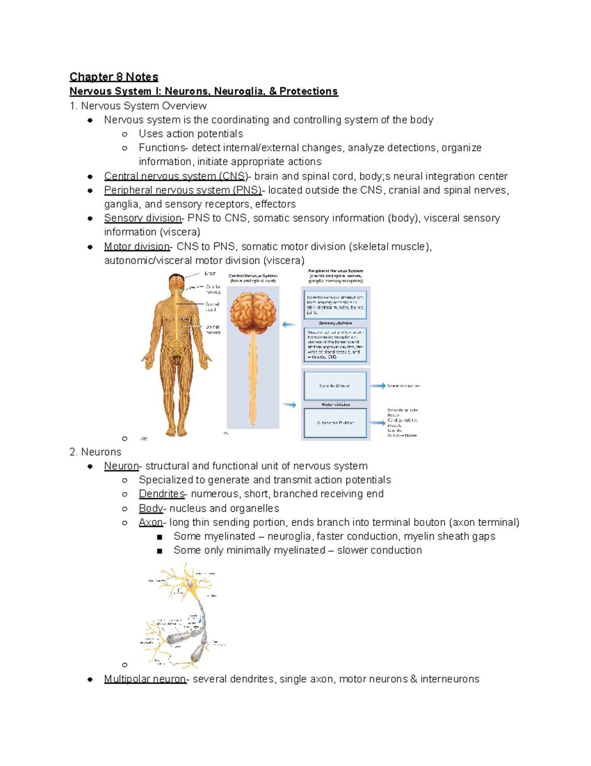 HHP 1400 Unit 3 Notes - Chapter 8 Notes Nervous System I: Neurons ...