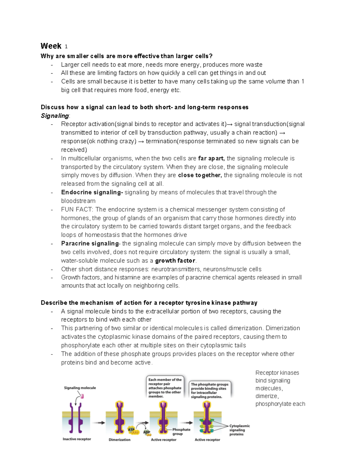 LS 7C Midterm 1 Study Guide - Week 0 Why Are Smaller Cells Are More ...