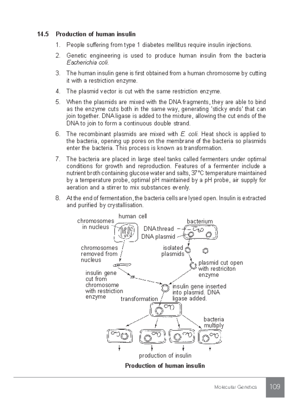 115 - hello - Molecular Genetics 109 14 Production of human insulin ...