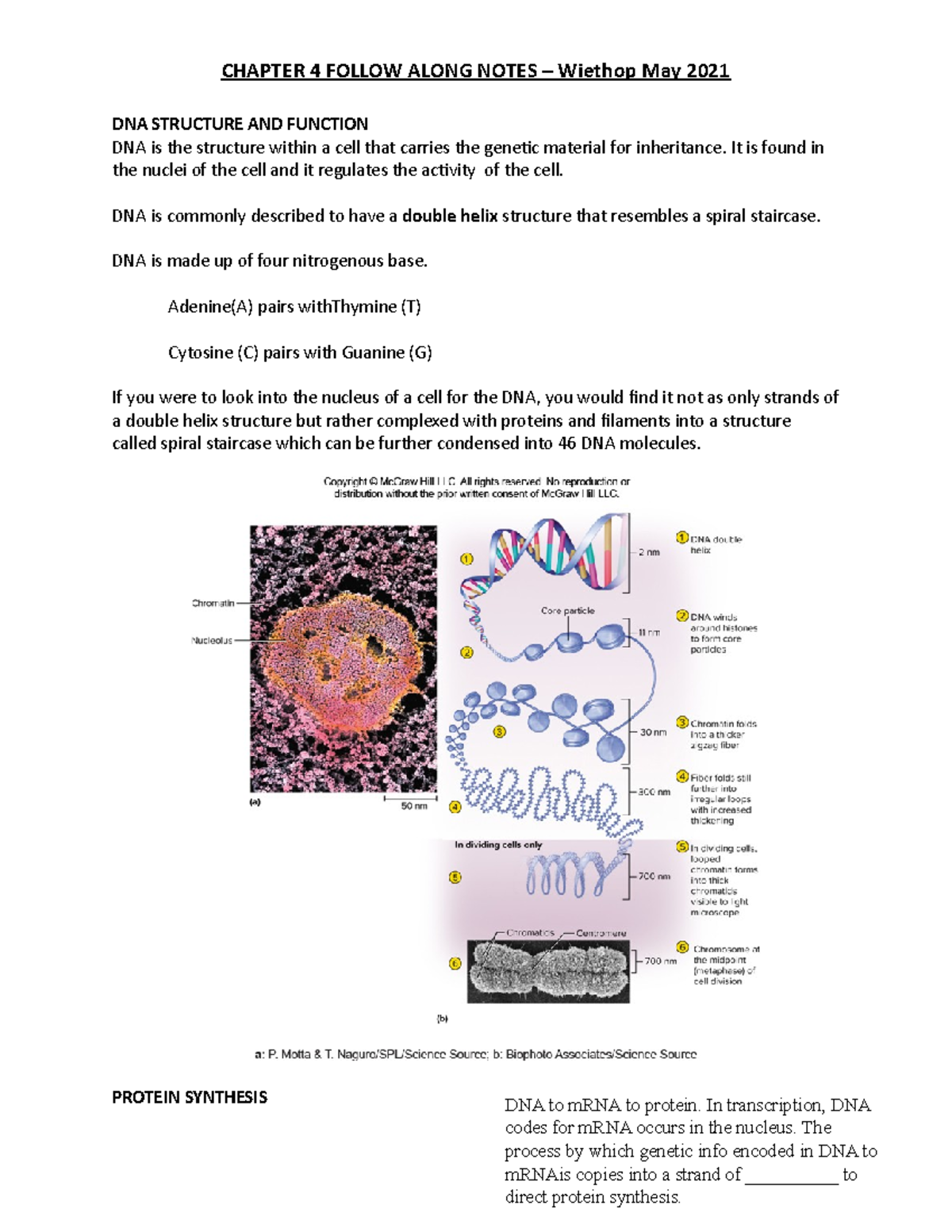 BIOS251 - Chapter 4 document - DNA STRUCTURE AND FUNCTION DNA is the ...