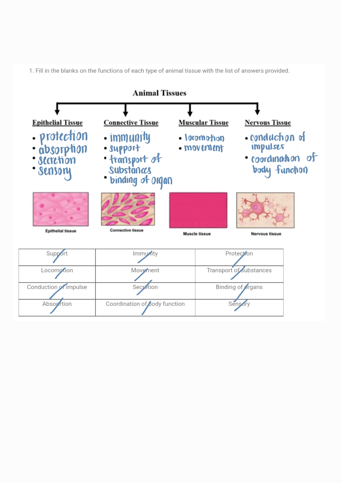 Tuto Week12 Bio - Tutorial Bio - Histology Of Cell And Tissue - Studocu