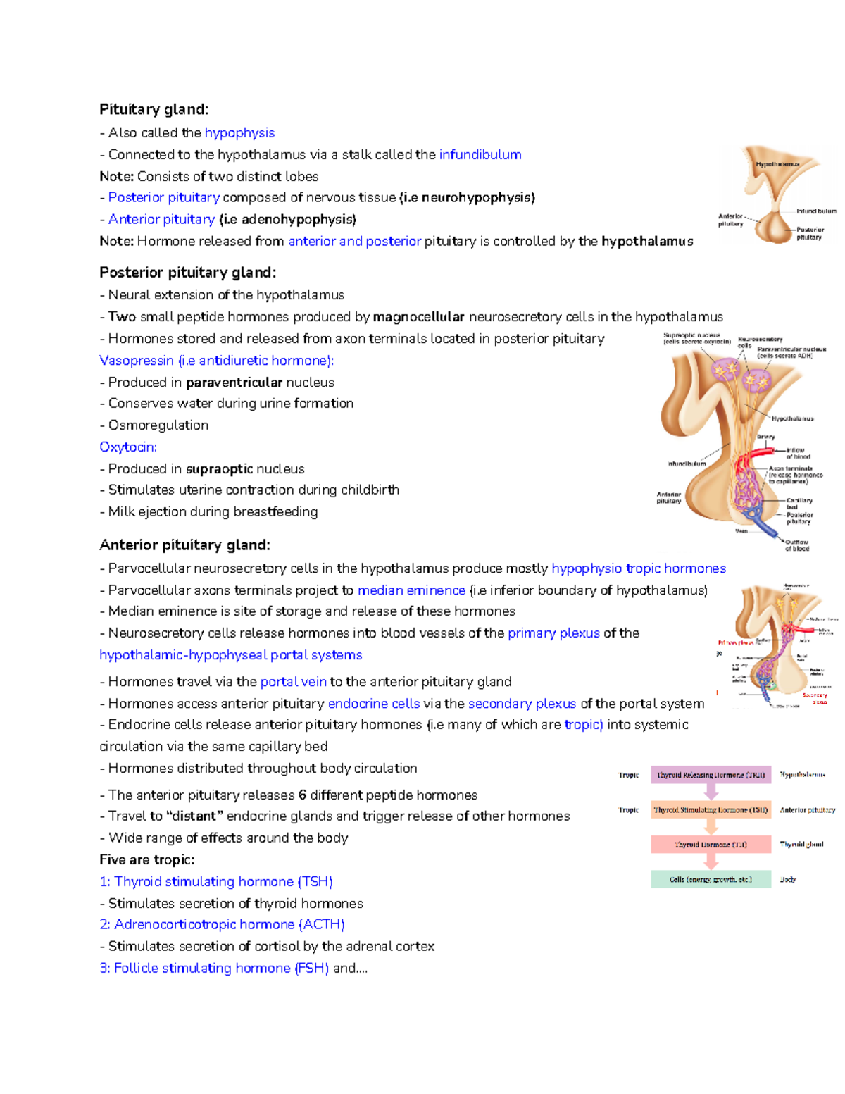 Week 12 Neuroendocrine System pt2 - Pituitary gland: Also called ...