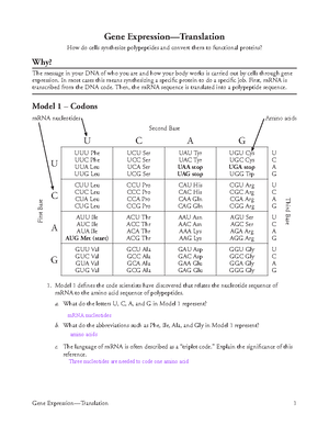 Kami Export - Gene Expression-Translation-S - Gene Expression ...