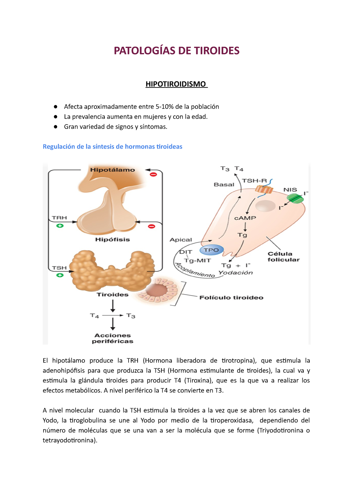 5 Tiroides PatologÍas De Tiroides Hipotiroidismo Afecta Aproximadamente Entre 5 10 De La 3344