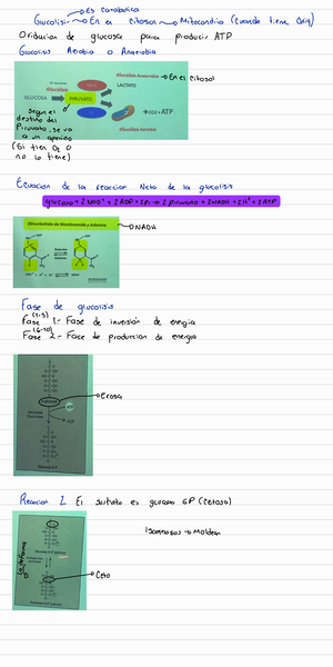 Biomateriales SEB - apuntes - OSCAR SEBASTIAN GALICIA RAZO 358538 ...