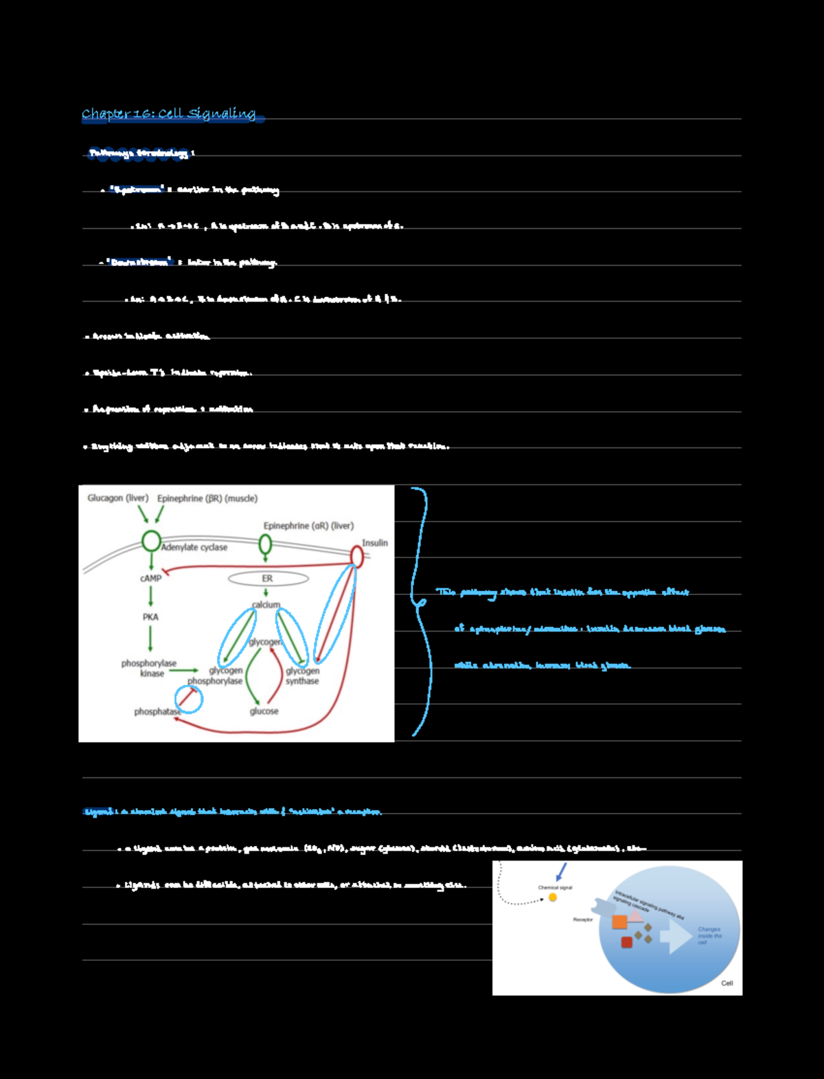 Chapter 16 Notes - bio - Chapter 16: Cell Signaling pathways ...