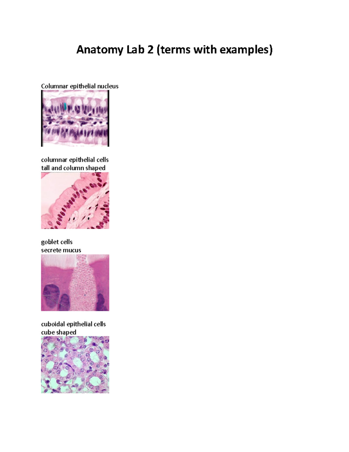 Anatomy Lab 2 terms with examples Anatomy Lab 2 (terms with examples