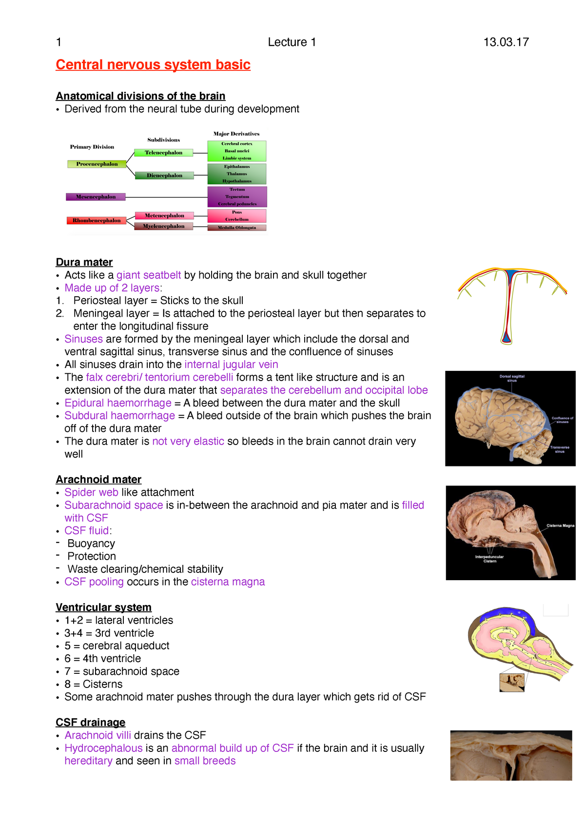 CNS - Lecture Notes On The CNS - 1 Lecture 1 13. Central Nervous System ...