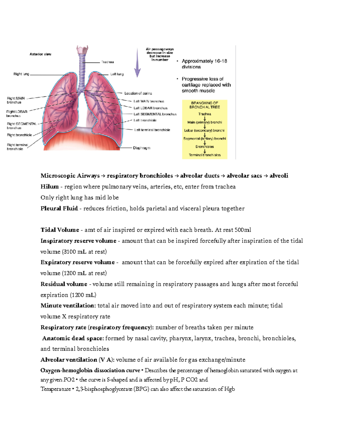 Anatomy Notes Test 5 - Test number 5 summary sheets. Covering the ...