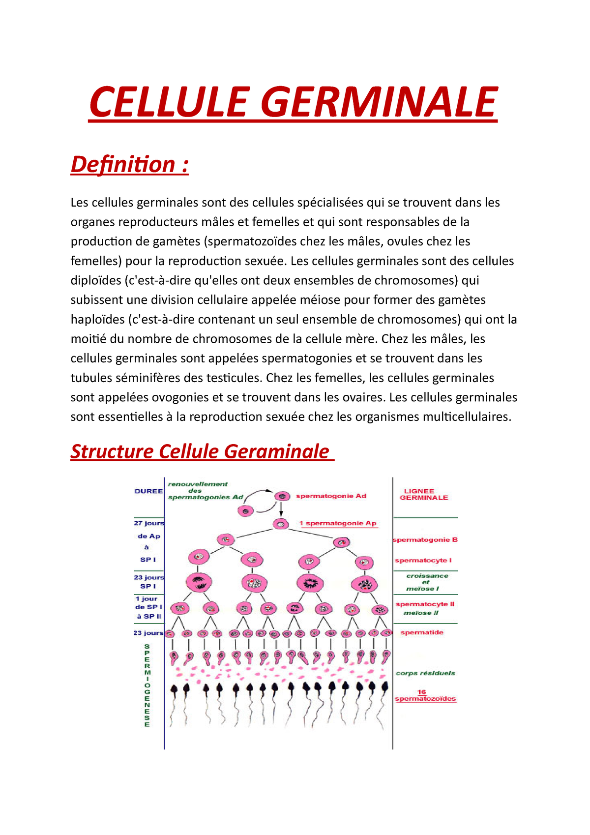 Cellue Germinale Cellule Germinale Definition Les Cellules Germinales Sont Des Cellules