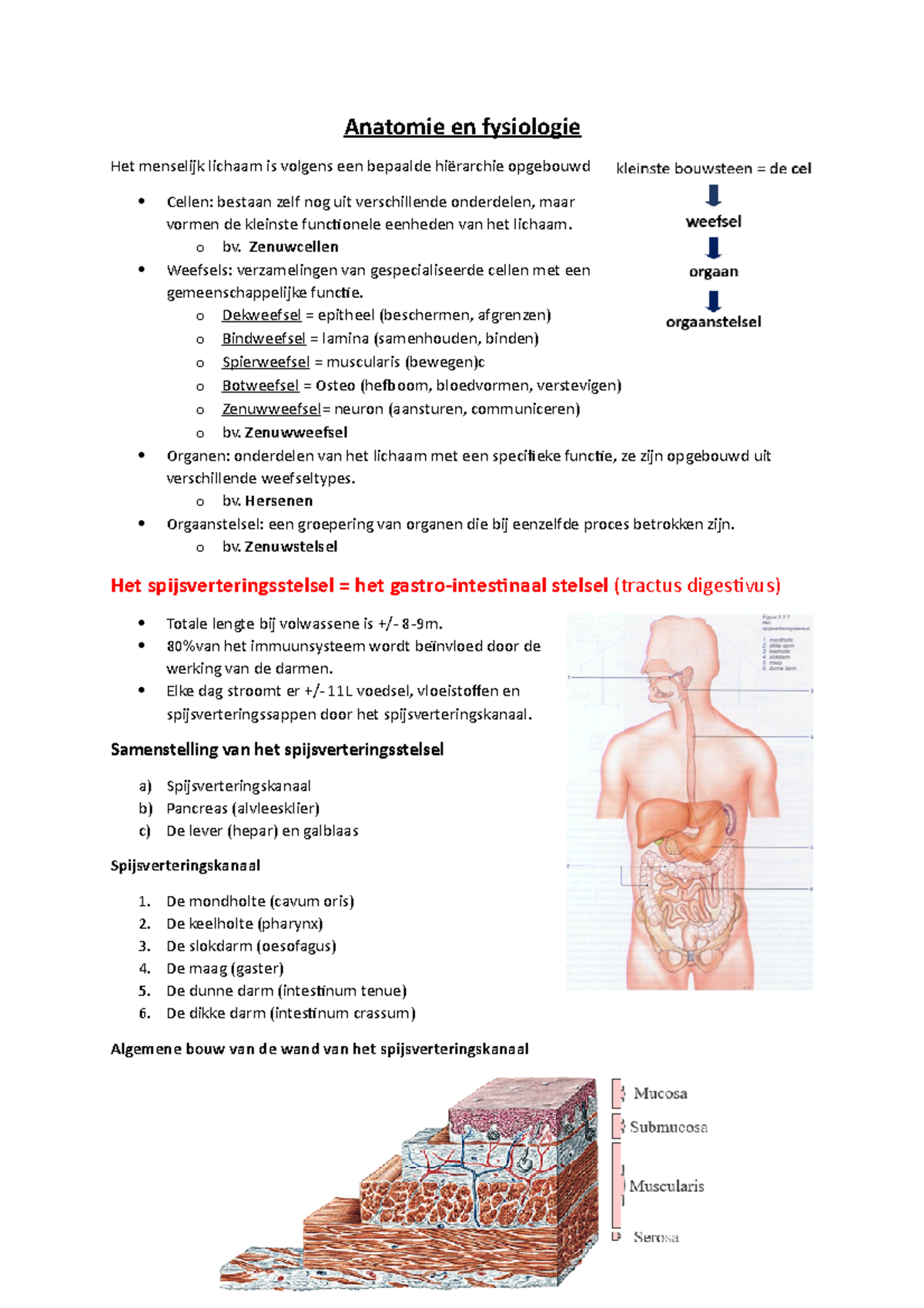 Anatomie En Fysiologie 1VD - Anatomie En Fysiologie Het Menselijk ...