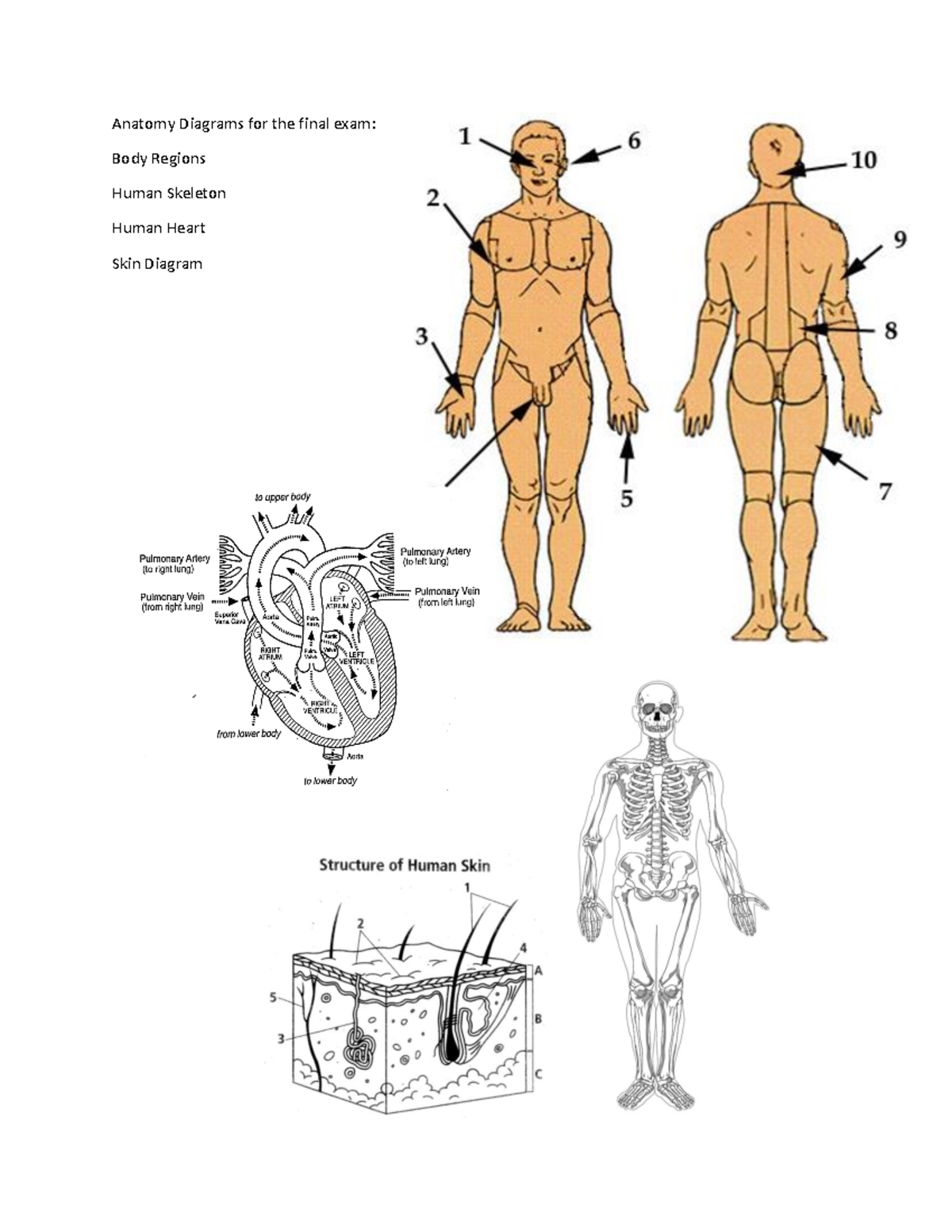 Anatomy Diagrams for the final exam 24 - Anatomy Diagrams for the final ...