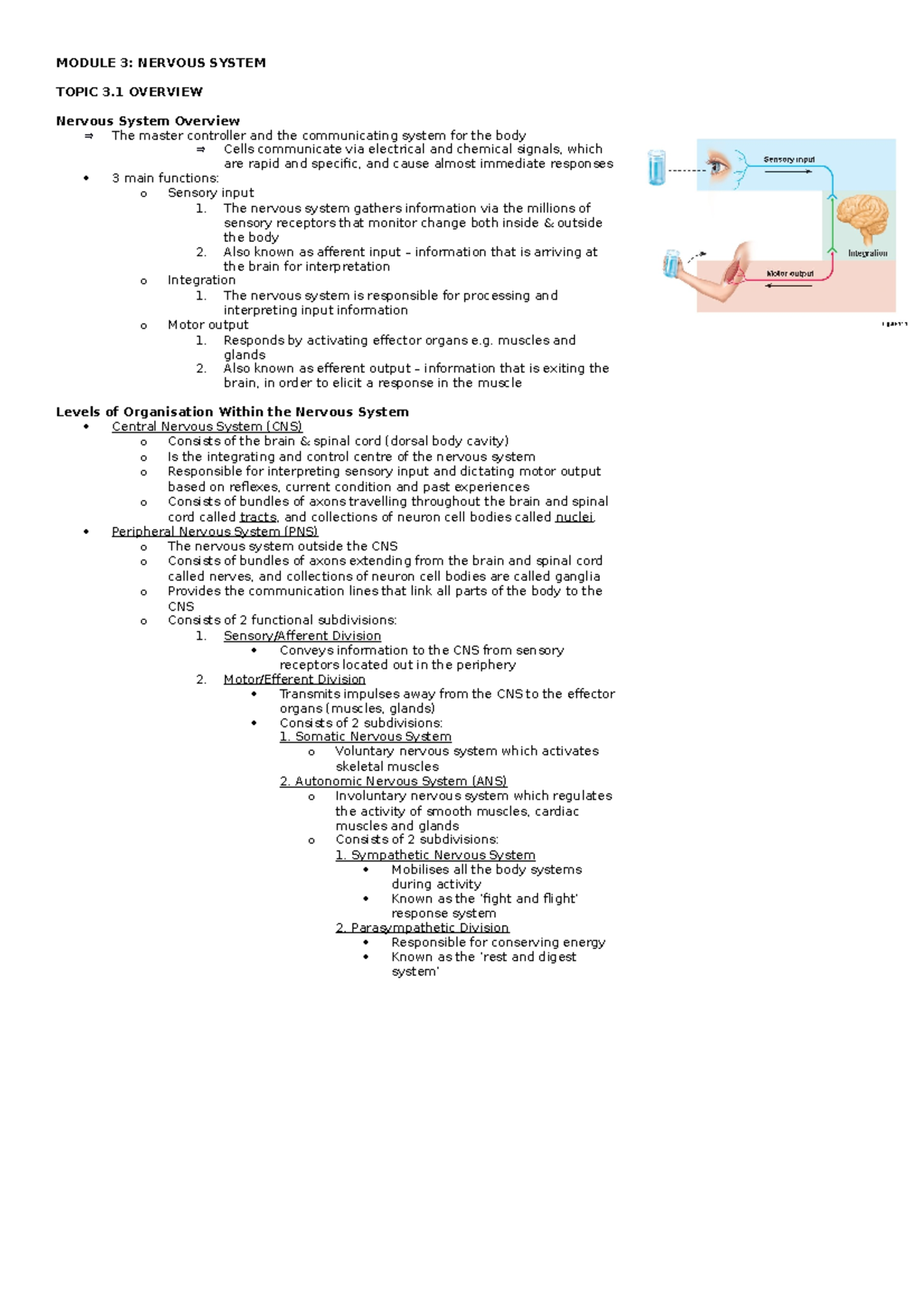 3. Nervous System - 1017MSC - Griffith - Studocu