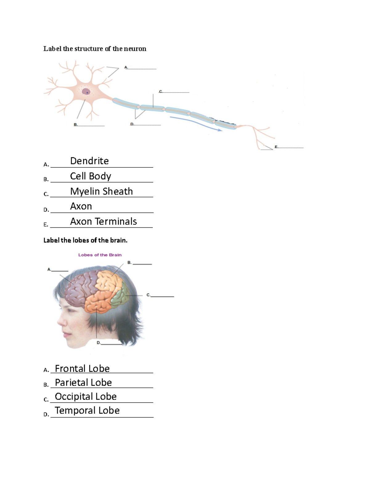 Label the structure of the neuron and lobes of the brain - Label the ...