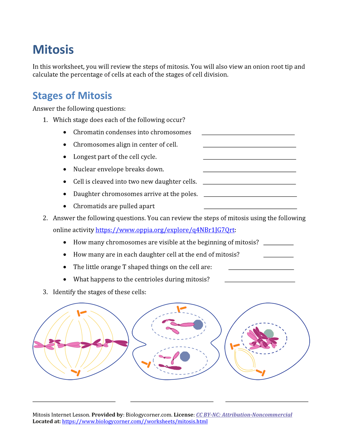 Mitosis Worksheet Mitosis Lesson. Provided by Biologycorner