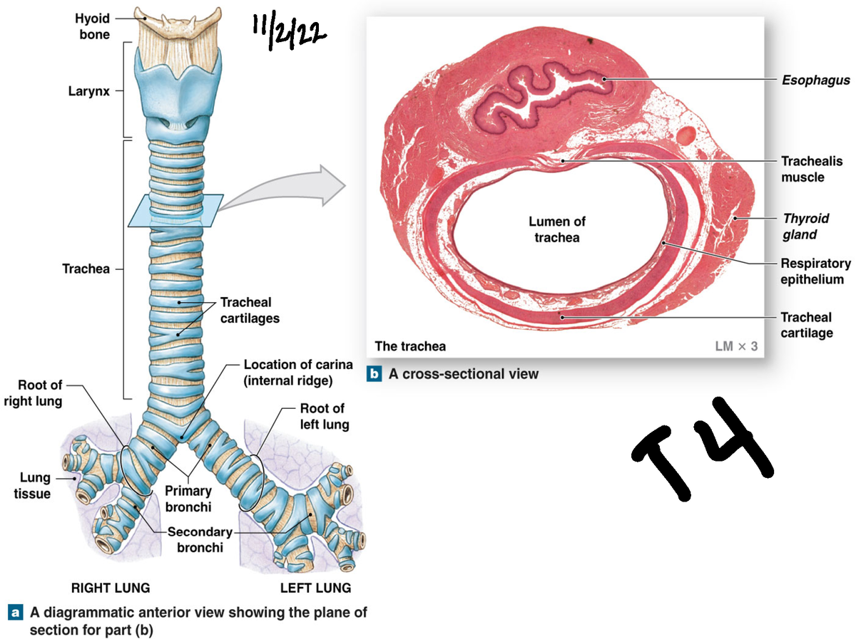 Respiratory Powerpoint #2 - 11( T Bronchial Tree The Conducting Zone 