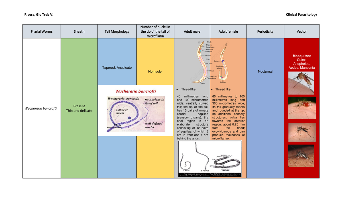 examples-of-typical-degenerative-components-of-adult-female-filarial