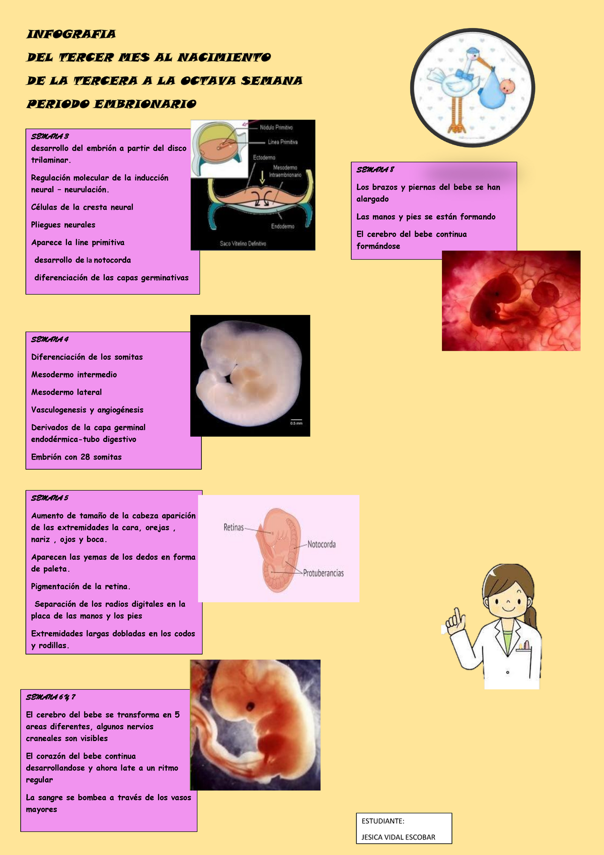 Infografia Hito 5 Embriologia Pdf Infografia Del Tercer Mes Al Nacimiento De La Tercera A La 