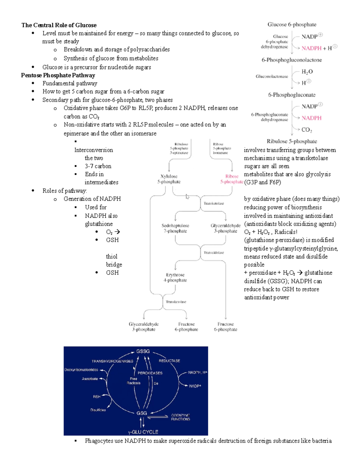 Exam 4 Notes - The Central Role of Glucose Level must be maintained for ...
