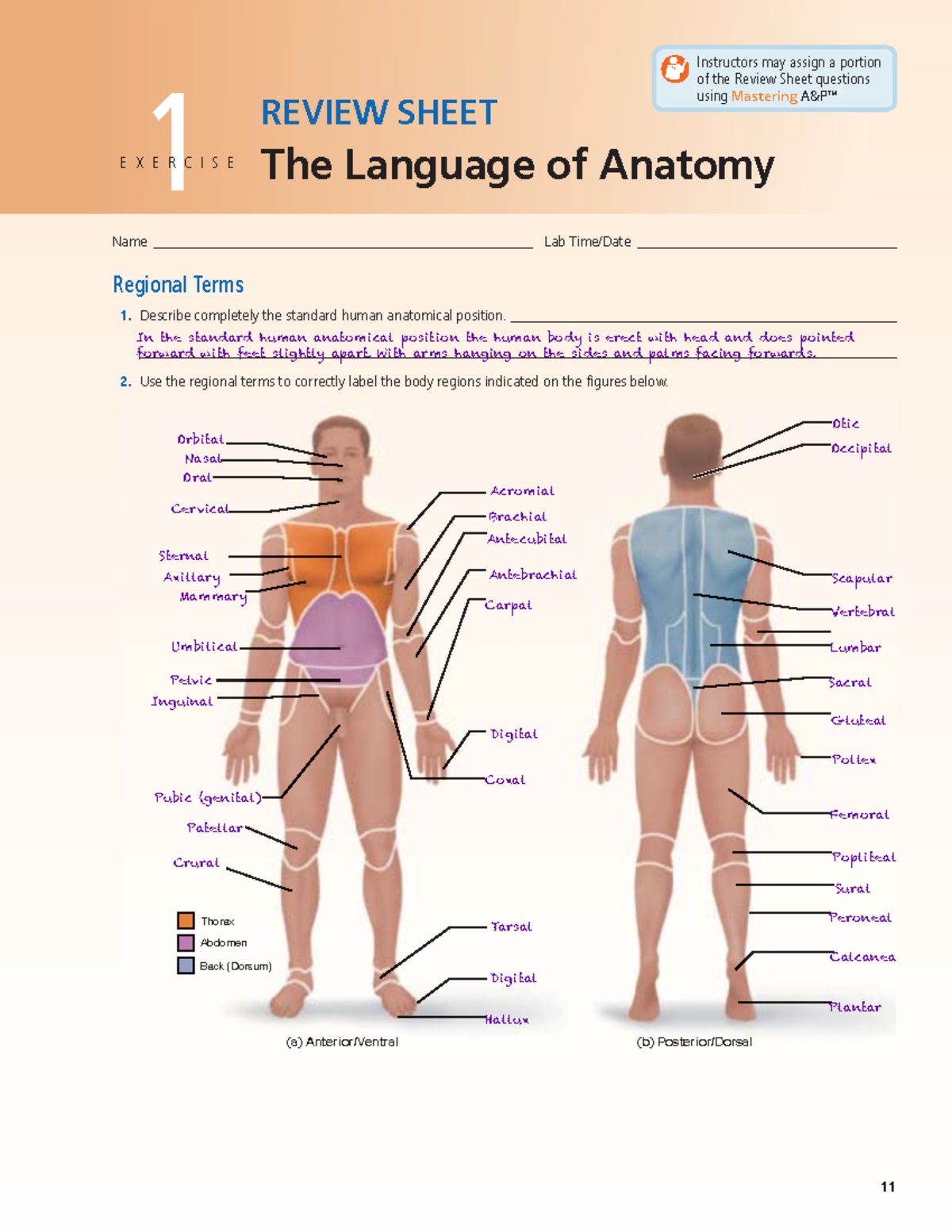 Bio 234 Lab 2 - Chapter 1 review sheet. The Language of Anatomy ...