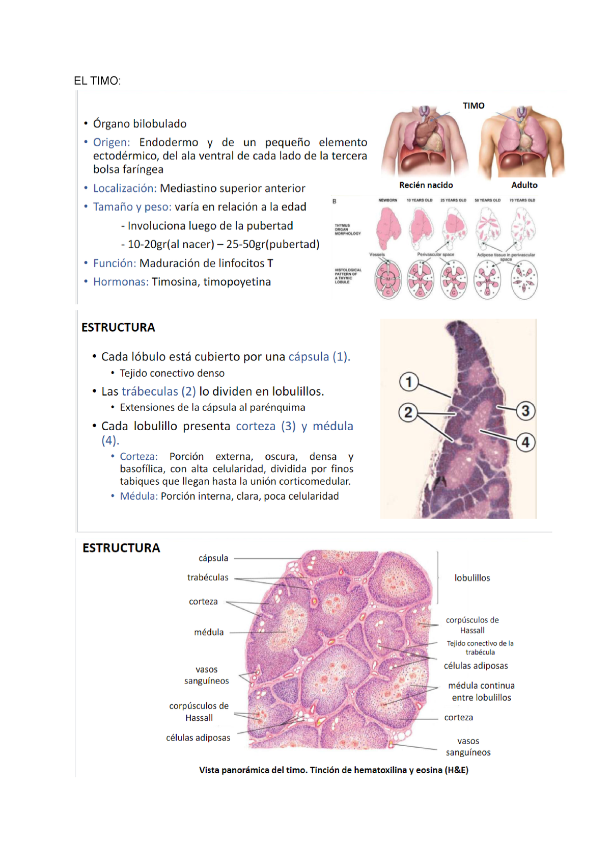 El Timo Histo Hbm Morfofisiología Ii El Timo Ganglio Linfatico