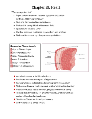 Chapter 18: Cardiovascular System: The Heart Quiz Questions Human ...