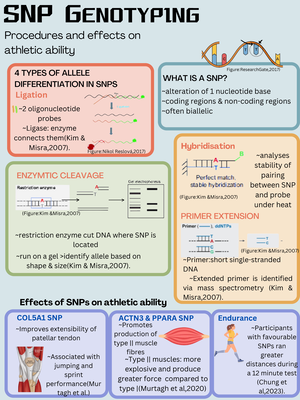 Anat - Anatomy notes on abdominal sheaths - ANAT2111 - linea aba ...