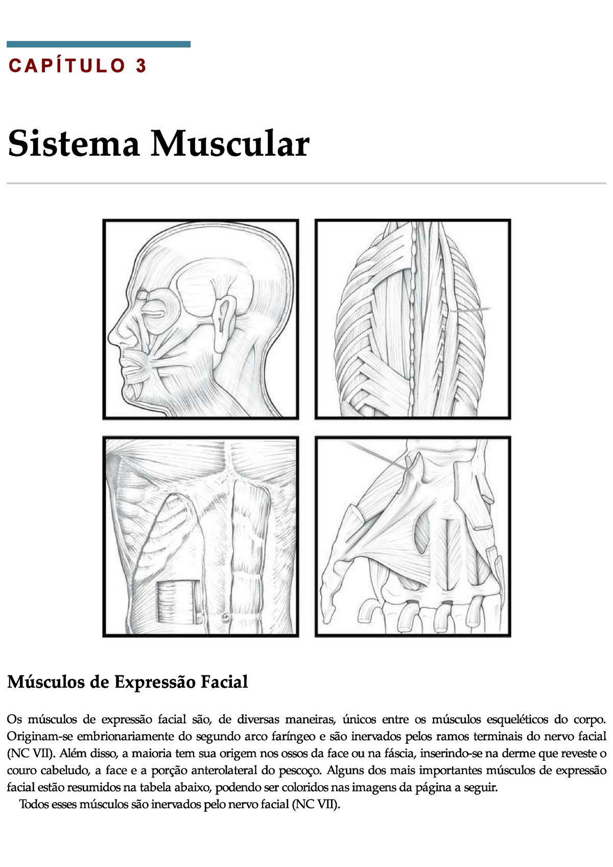 Musculos da face complemento Práticas em Estética Studocu