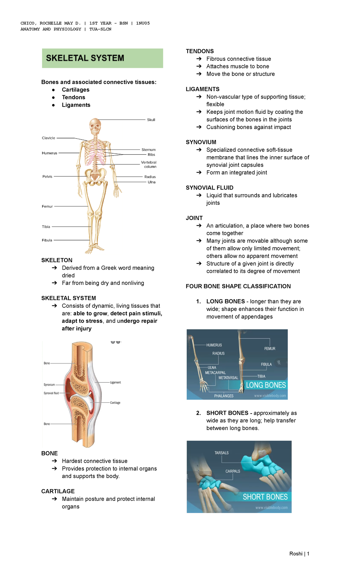 Skeletal System - Anatomy And Physiology - ANATOMY AND PHYSIOLOGY | TUA ...