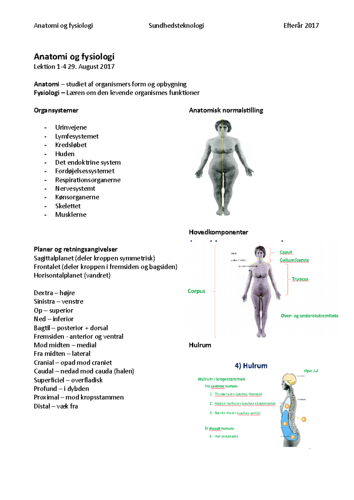 Anatomi Fysiologi Lek 1 4 - Anatomi Og Fysiologi Sundhedsteknologi ...