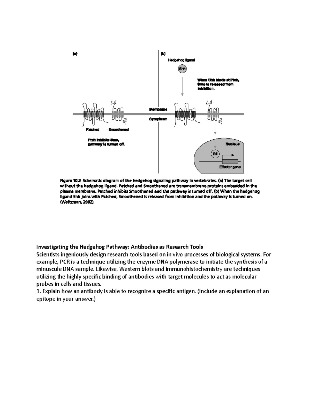 Optional Assignment - Pratice assigment - BIO 203 - SBU - Studocu