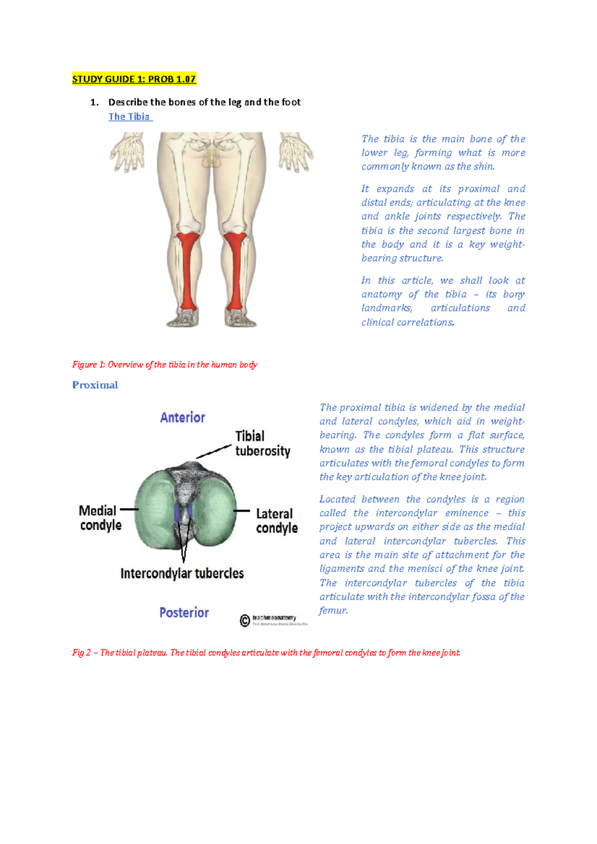 Study Guide 1 (1 - Anatomy of Lower Limb - STUDY GUIDE 1: PROB 1 ...
