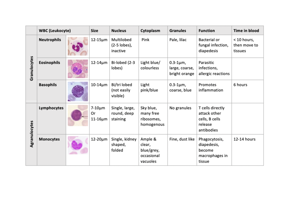 White blood cells - Summary of leukocytes - 091400 - Studocu