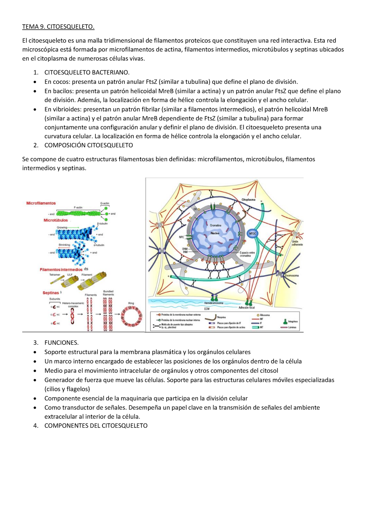 TEMA 9 Citoesqueleto - TEMA 9 - TEMA 9. CITOESQUELETO. El Citoesqueleto ...