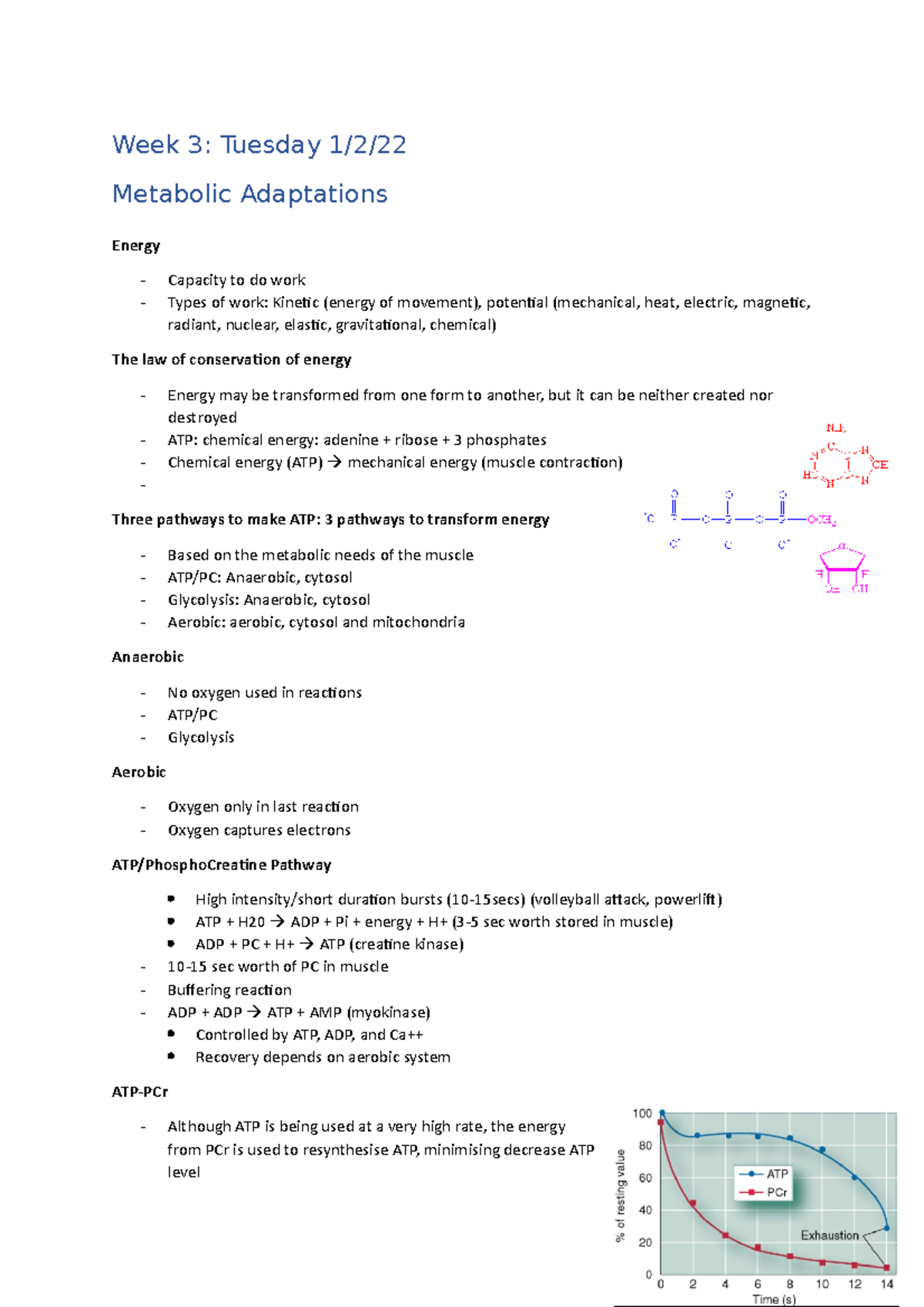 KIN 320 Week 2 Notes- Metabolic Adaptations - Week 3: Tuesday 1/2 ...