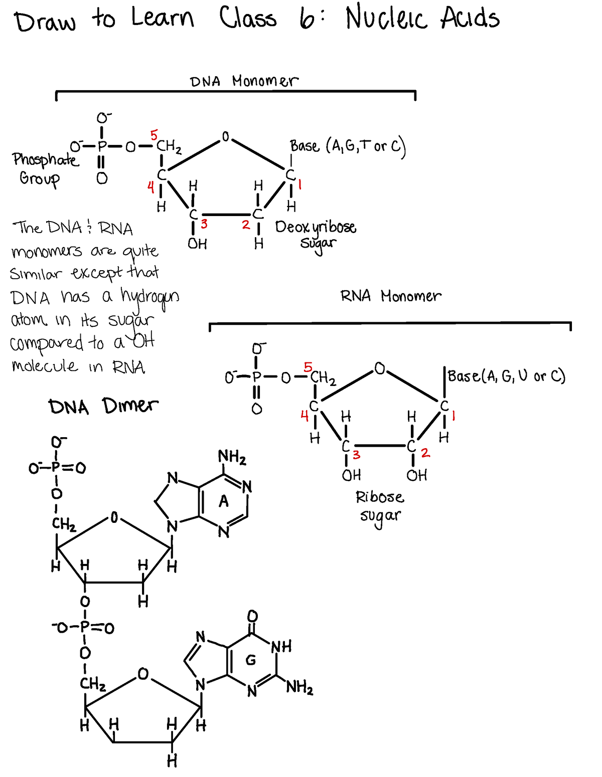 Draw To Learn 6 Nucleic Acids Draw To Learn Class 6 Nucleic Acids Dnamonomer I 0 5 ⑧ 0 P O