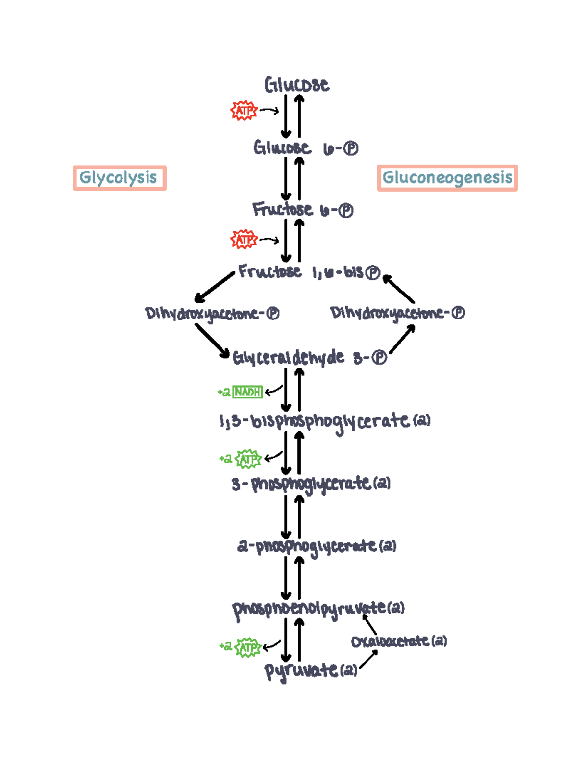 Biochem Pathways Quiz Sheets Glycolysis, Gluconeogenesis, Krebs, Glycogenesis Glucose