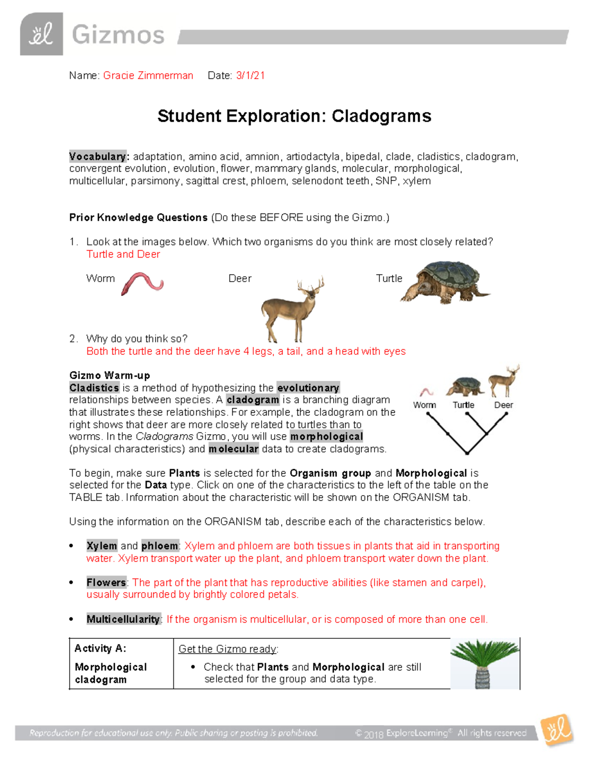 498390916cladogramgizmo Name Gracie Zimmerman Date 3/1/ Student