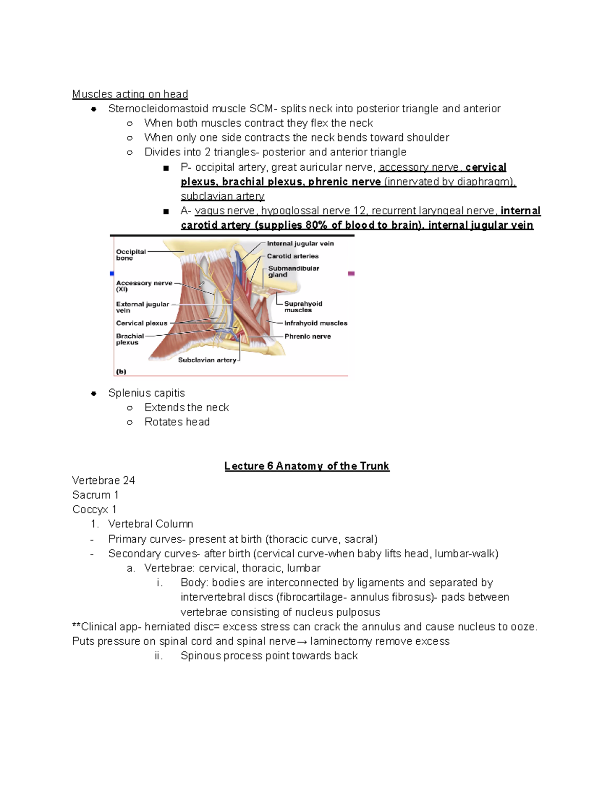 Quiz 2 - notes - Muscles acting on head Sternocleidomastoid muscle SCM ...