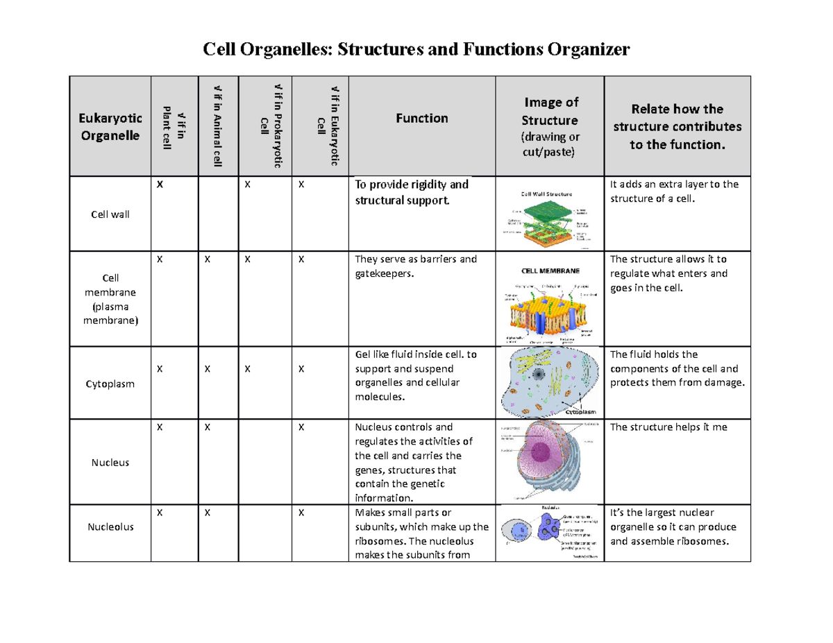 Cell Organelle Structure And Function - Eukaryotic Organelle Plant Cell ...