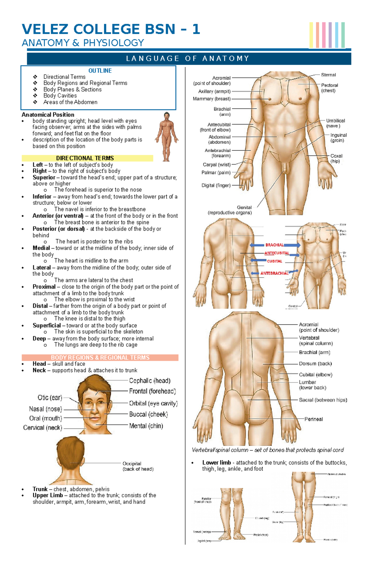 1. Language of Anatomy - VELEZ COLLEGE BSN – 1 ANATOMY & PHYSIOLOGY ...