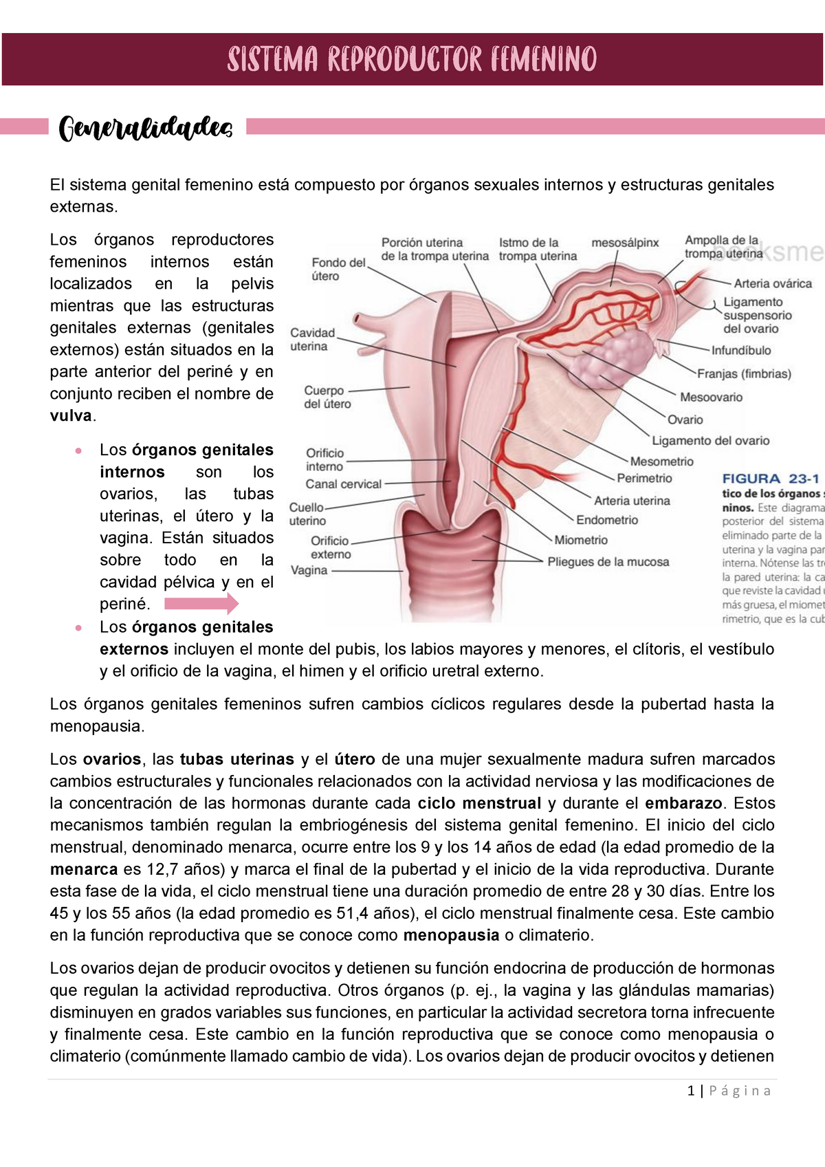 Resumen Sistema Genital Femenino El Sistema Genital Femenino Está Compuesto Por órganos 4997