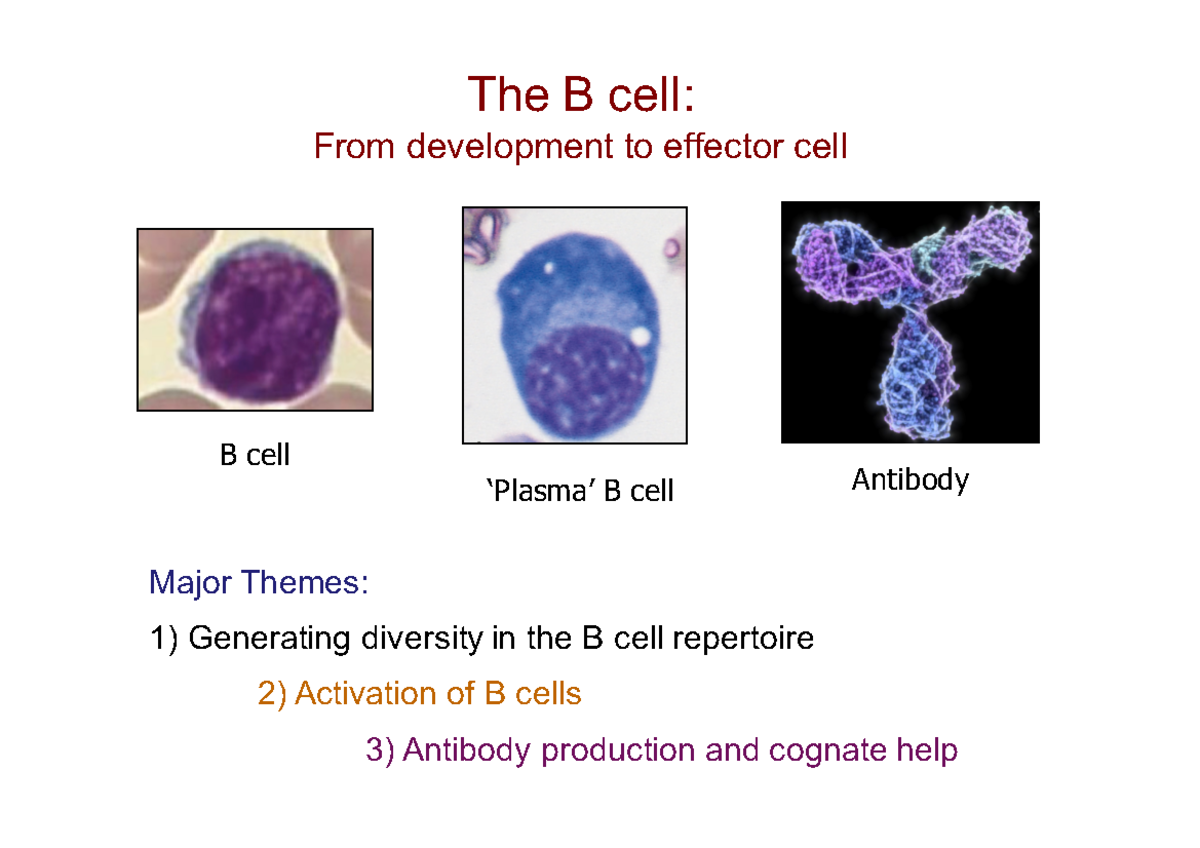 L5 B cell generation and activation - The B cell: From development to ...