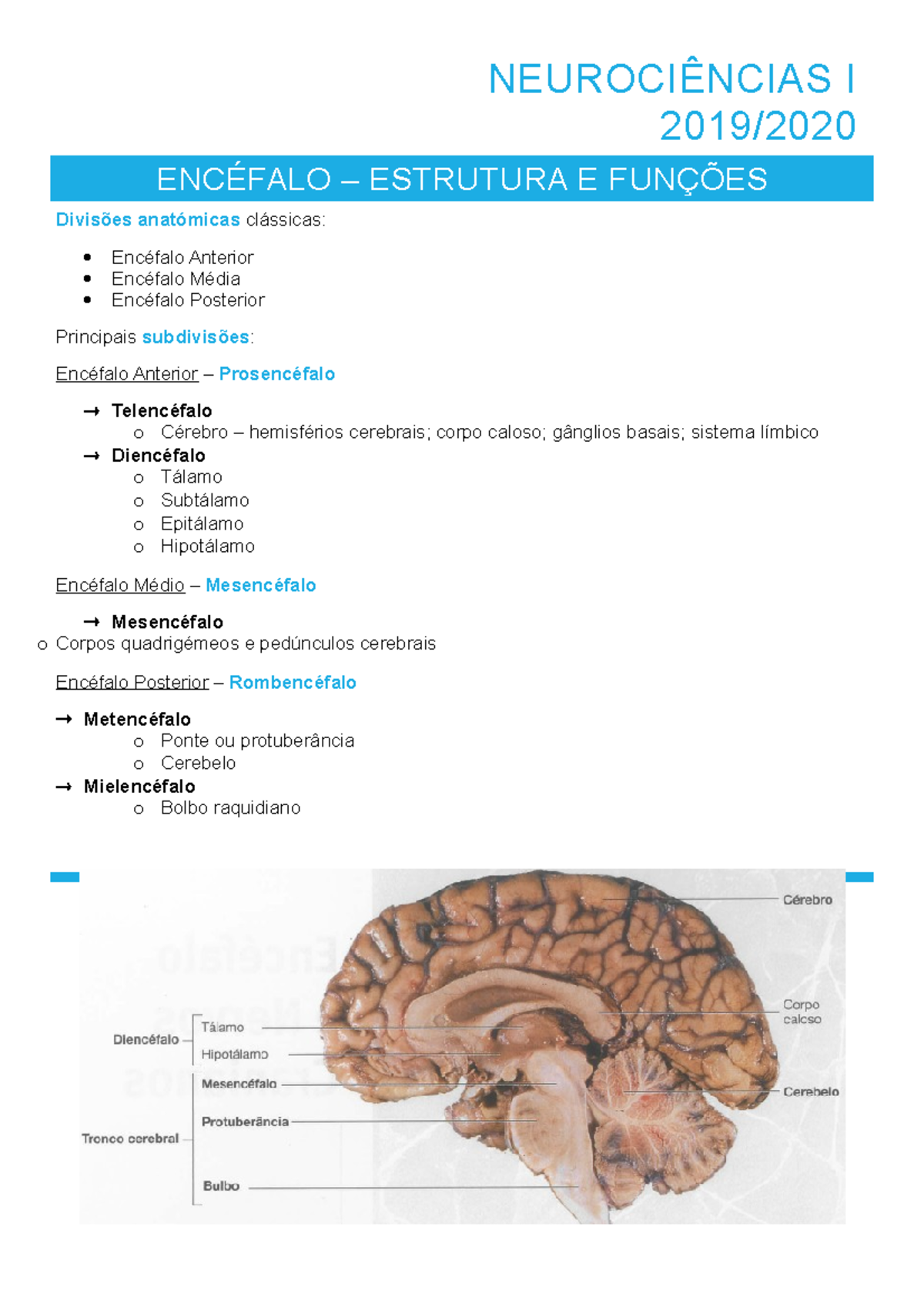 Encéfalo - Formação Reticular - NEUROCIÊNCIAS I 2019/ ENCÉFALO ...