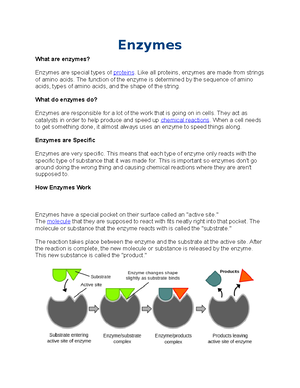 Cellular Resp Photo Overview - Cellular Respiration and Photosynthesis ...